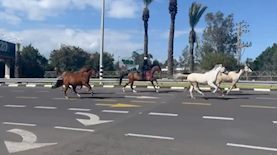 הסוסים, צילום: צילום מסך מתוך טוויטר @Saher95755738